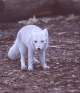 Polarfuchs im Winterfell